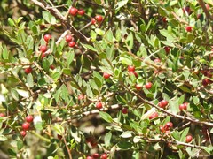 Rhamnus alaternus