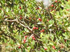 Rhamnus alaternus