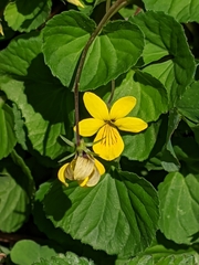 Viola biflora
