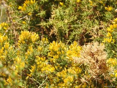 Ulex parviflorus