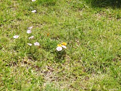 Convolvulus althaeoides