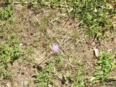 Sixalix atropurpurea