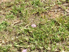 Sixalix atropurpurea