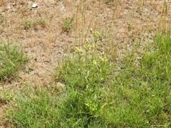 Andryala integrifolia