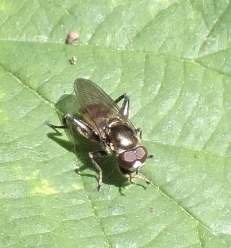 Dusky-banded Leafwalker, De Geelders, Boxtel, North Brabant, NL, photo 5 of 10