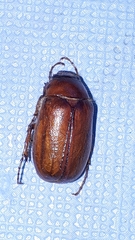 Phyllophaga futilis