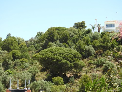 Avistamiento Pino piñonero (Doñana)
