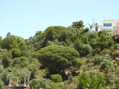 Pinus pinea