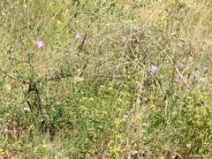 Convolvulus althaeoides