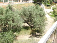 Olea europaea