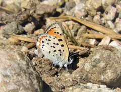 Lycaena cupreus