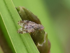 Tephritis vespertina