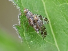 Tephritis vespertina