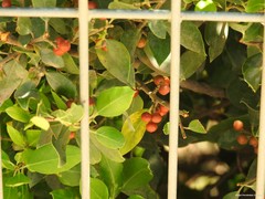 Rhamnus alaternus