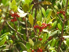Rhamnus alaternus