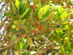 Rhamnus alaternus