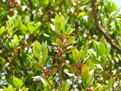 Rhamnus alaternus