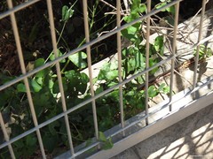 Aristolochia baetica