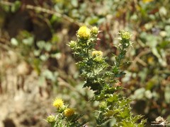 Carthamus arborescens