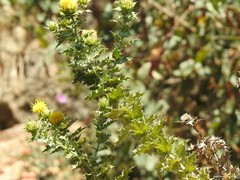 Carthamus arborescens