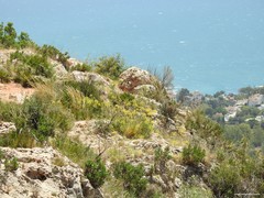 Macrochloa tenacissima