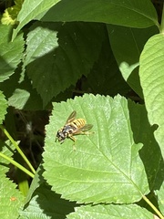 Temnostoma vespiforme