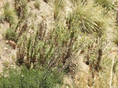 Carthamus arborescens