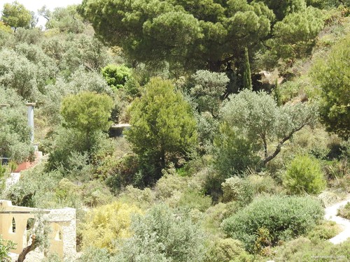 Avistamiento Pino piñonero (Doñana)