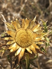 Carlina libanotica