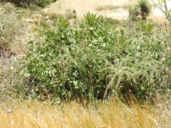 Aristolochia baetica