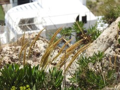 Macrochloa tenacissima