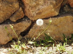 Urospermum picroides