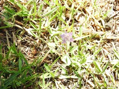 Sixalix atropurpurea