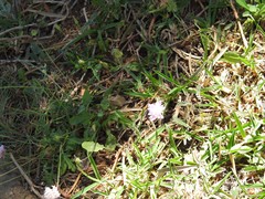 Sixalix atropurpurea