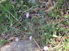 Sixalix atropurpurea