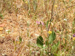 Urospermum picroides