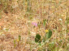 Urospermum picroides