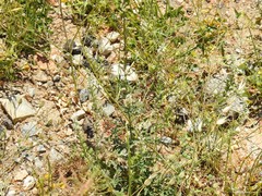 Reseda alba