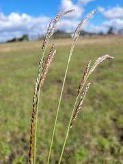 Eriochloa pseudoacrotricha