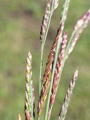 Eriochloa pseudoacrotricha