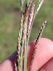 Eriochloa pseudoacrotricha