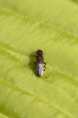 Chyliza leguminicola