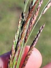 Eriochloa pseudoacrotricha