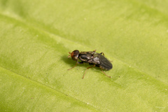 Chyliza leguminicola