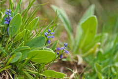 Polygala alpestris