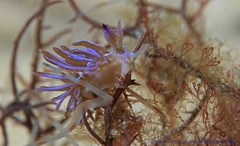 Pteraeolidia ianthina