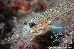 Istigobius hoesei