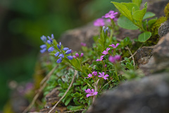 Polygala alpestris