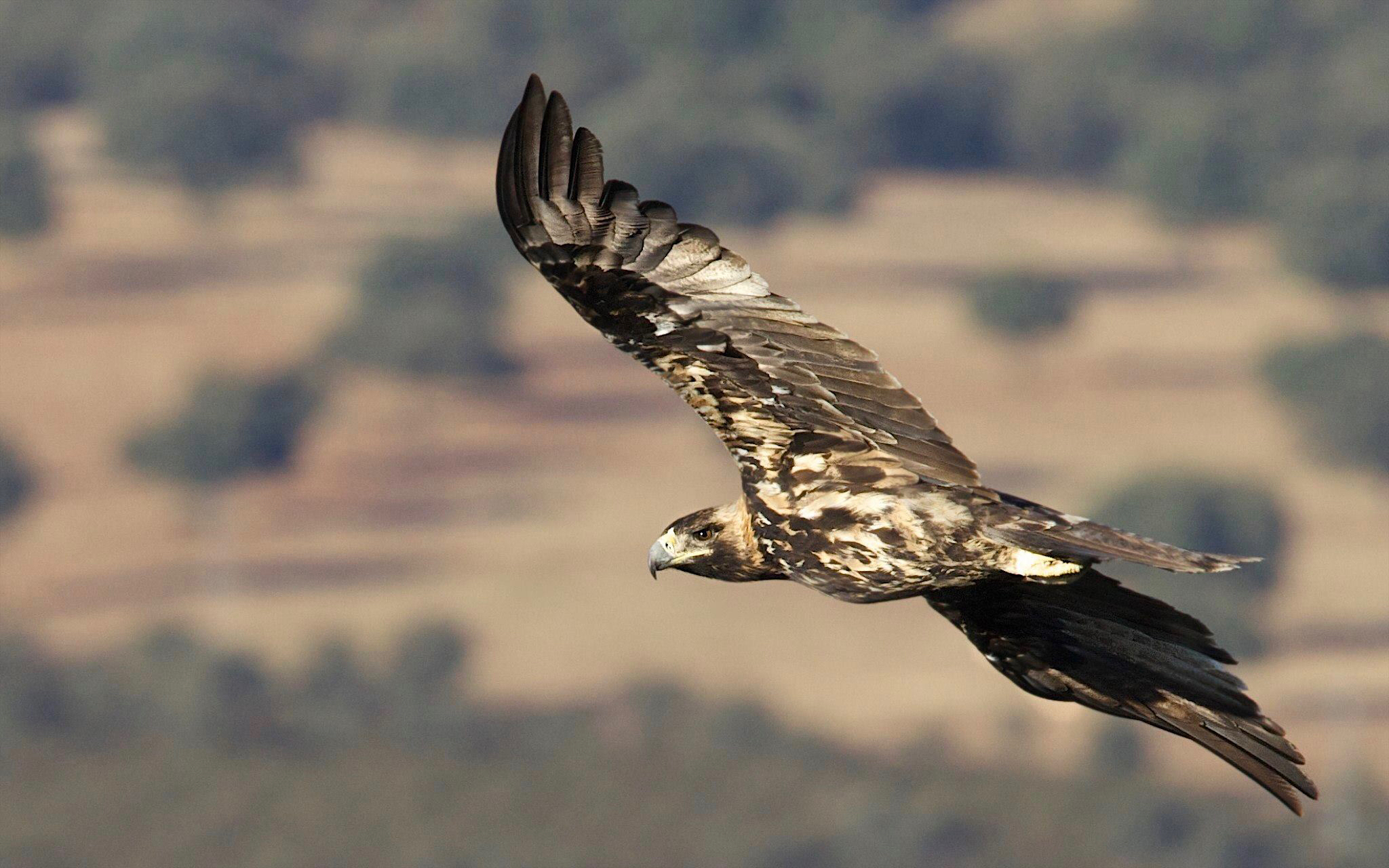Aguila Imperial Ibérica (Aquila adalberti) · Natusfera
