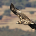 Spanish Eagle - Photo (c) Sol de la Quadra-Salcedo, some rights reserved (CC BY-NC-SA), uploaded by Sol de la Quadra-Salcedo